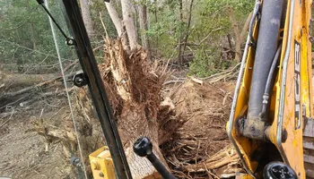 Tree Removal for Hired Gunz Services LLC in La Plata, MD