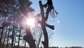 Tree Trimming for Pinedown LLC in Cherokee County, GA