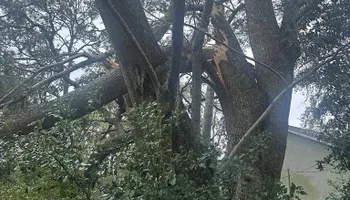 Tree Pruning and Trimming for All Around Guys Tree Service in Ocala, FL