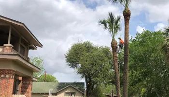 Tree Pruning for Braun Tree Service  in Floresville, Texas