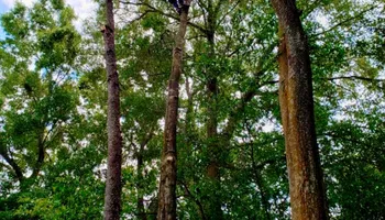 Tree Removal for The Third Day Land Management Company  in Tampa,  FL