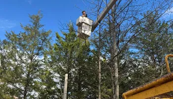 Tree Removal for Merriman's Tree Service in Nineveh,  IN