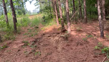 Land Clearing for A.P Land Management in Atlanta, Ga