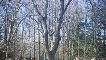 Tree Removal for Merriman's Tree Service in Nineveh,  IN