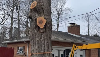 Tree Removal for Mays Tree and Stump Removal in Alden, NY