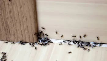 Residential Pest Control for All Pro Pest Control in Banner, KY