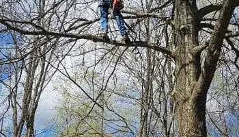 Tree Removal for Fowler's Tree Service LLC. in New Albany, PA