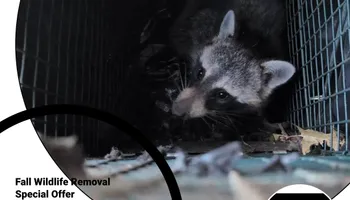 Residential Wildlife Control for Topper's Wildlife Removal in Garland, TX