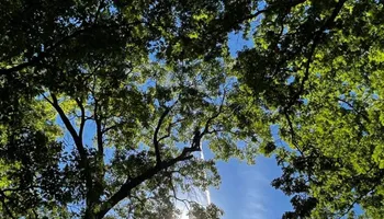 Tree Removal for Hunnicutt’s Tree Service L.L.C. in Monticello, IN