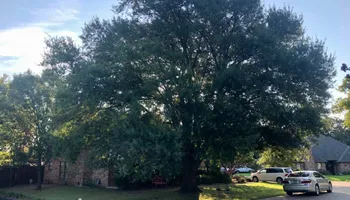 Tree Trimming for Twin Oak Solutions in Carrollton, TX