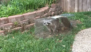 Armadillo Control for Toppers Wildlife Removal in Garland, TX