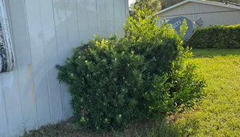 Mowing for Young's Lawn Services LLC in Ocala, FL