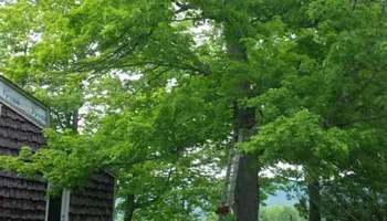 Dangerous Tree Removal for Andy Naylor Excavation in Stowe, VT