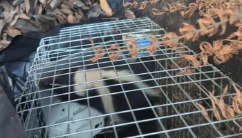 Residential Wildlife Control for Topper's Wildlife Removal in Garland, TX