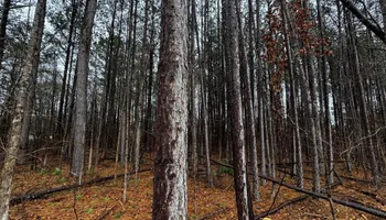 Land Clearing for Northern Summit Landworks in Little Falls, MN
