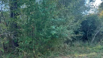 Land Clearing for Mud Creek Vegetation Management in Russellville, AL
