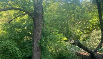 Tree Removal for Merriman's Tree Service in Nineveh,  IN