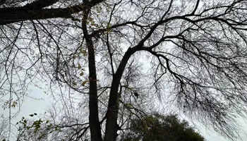 Tree Removal for Z’s Trees LLC in Grey Forest, TX