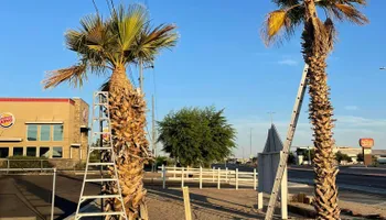 Fall and Spring Clean Up for Oliver L. Palm & Tree services in Yuma, AZ