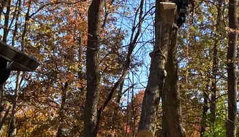 Tree Removal for Village Tree Service  in Whitestown, IN