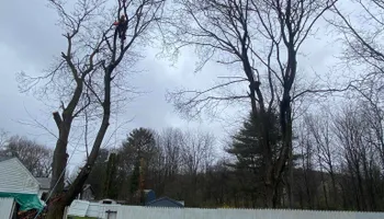 Tree Removal for Licensed to Cut in Athens, PA