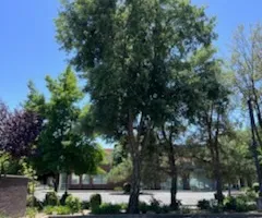 Tree Removal for Sammy's Tree Services in Sacramento, CA