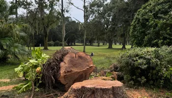 Tree Removal for Ryker's Tree Service in Dunedin, FL