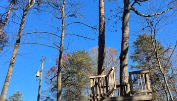Tree Trimming for DIAZ TREE in Stafford, VA