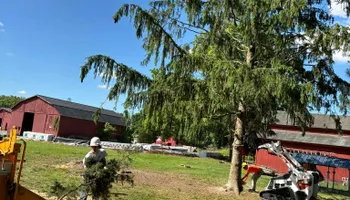 Tree Removal for Melnyk’s Tree Service in Salem County, NJ
