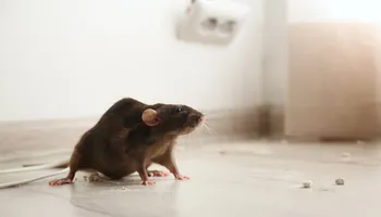 Pest Control Management for Pest Control Management in Montgomery County, PA