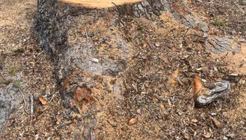 Stump Grinding for Busy Beaver Stump Removal, Inc in Clearwater, FL