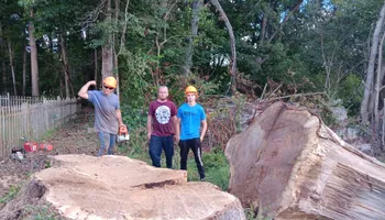 Tree Removal for The Webster Tree Service in Danville, VA