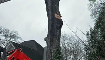 Tree Removal for Lakeside Tree Experts LLC in Hartwell, GA