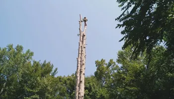 Tree Trimming for DIAZ TREE in Stafford, VA