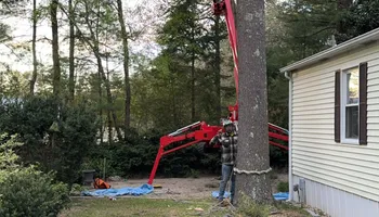 Tree Removal for Robery's Tree Service in West Wareham, MA
