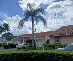 Tree Removal for ASAP Tree Service in Sebastian, FL