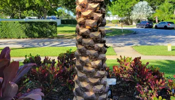 Tree Trimming & Removal for L & J Palm Tree & Lawn Care Services in Jupiter, FL