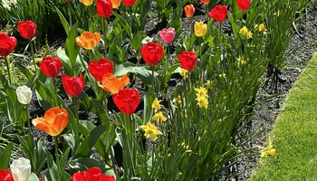 Lawn Maintenance for Green Way Landscape and Building Maintenance in Trenton, NJ