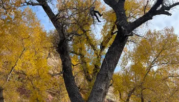 Tree Removal for Graham’s Tree Services in Pierce, CO