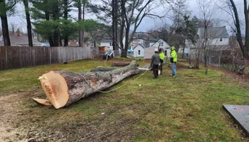 Tree Removal for Licensed to Cut Tree Service in Athens, PA