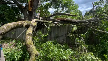 Tree Removal for Licensed to Cut Tree Service in Athens, PA