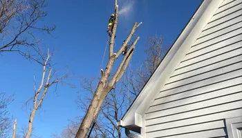 Tree Removal for Village Tree Service  in Whitestown, IN