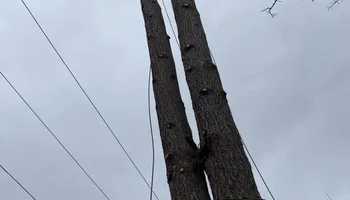 Tree Removal for Williams Tree Service LLC in Indianapolis, IN