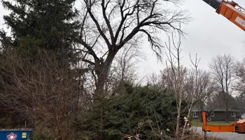 Tree Removal for Fransen's Tree Service  in Freeport, IL