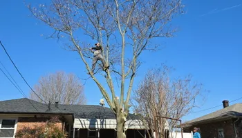 Tree Removal for Optimum Tree Service And Landscaping in Bowling Green, KY