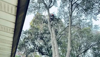 Tree Removal for Elevation Tree Service in Holiday, FL