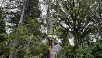 Tree Removal for Native Roots Tree Service in Falmouth, MA