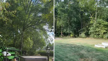Tree Removal for Fransen's Tree Service  in Freeport, IL
