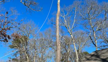 Tree Removal for Native Roots Tree Service in Falmouth, MA