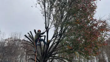 Tree Removal for Cassidy Tree Care in Santa Fe, TN